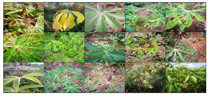 cassava2